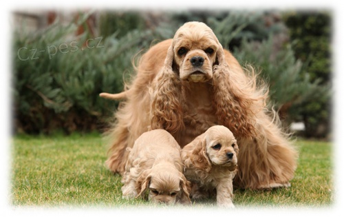 Americk� kokr�pan�l