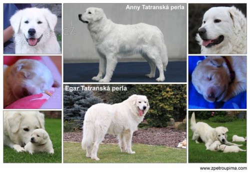 Slovensk� �uva� - �t��ata s PP