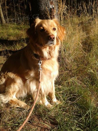 Sh�n�m psa ke kryt� ( Hovawart)