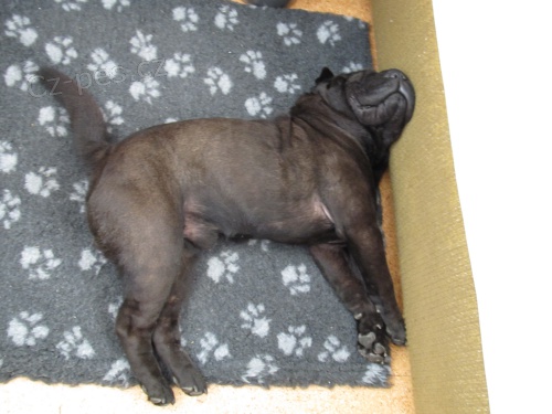 Hl�d�n� psa u V�s doma - Brno a okol�