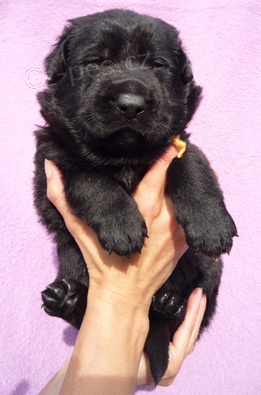 N�meck� ov��k - �t��ata s PP