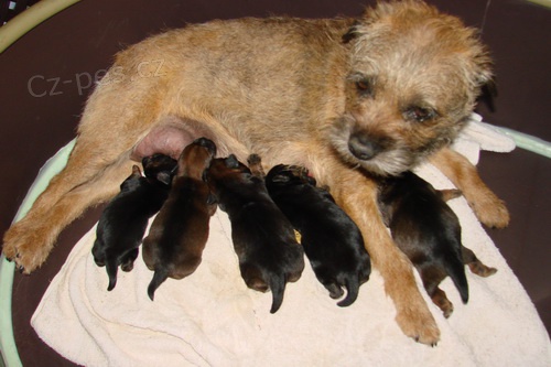 �T��ATA BORDER TERI�RA