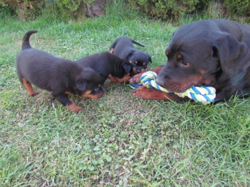 �t��ata rotvajlera s PP