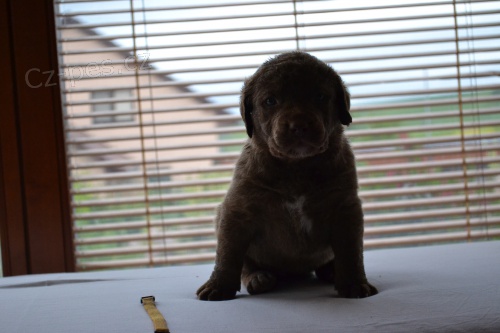 Chesapeake Bay Retriever �t���tka s PP
