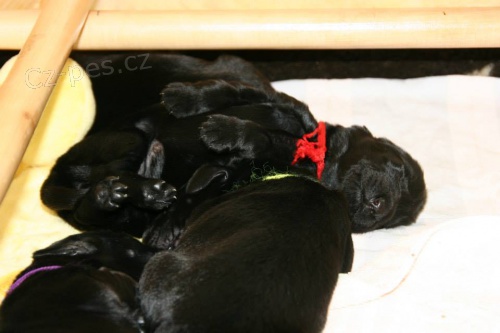 �t��ata flat coated retrievera s PP