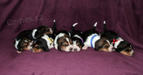 �t���tka na prodej