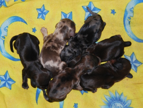 Dlouhosrst� jezev��k - �t��ata