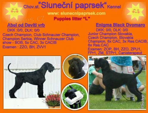 Kn�ra� velk� �ern�