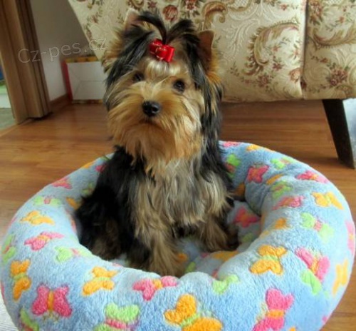 Prod�m �t�n� jork��rsk�ho teriera s PP