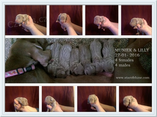 V�marsk� oha� - �t���tka - weimaraner puppies