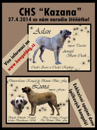 Kangal (registrovan� anatolsk� pasteveck� pes)