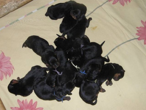 Rottweiler - �t��ata s pr�kazem p�vodu