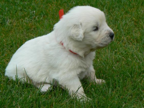 podhala�sk� ov��k - �t���tka s PP