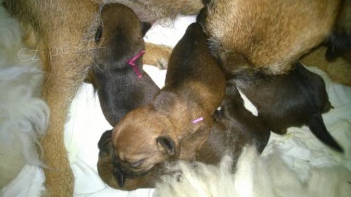 Border terier �teniatka predaj