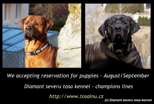 Tosa Inu - �t���tka l�to 2014