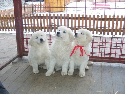 Slovensk� �uva�