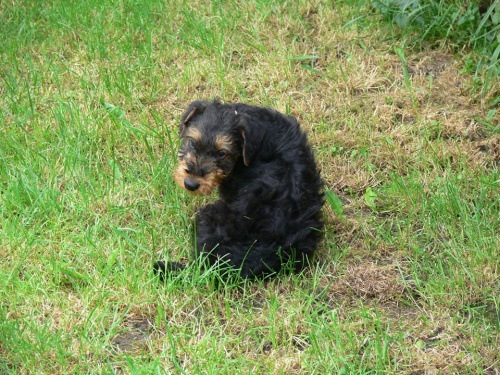 Erdelteri�r, �t�n� s PP