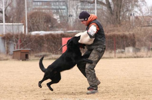 N�meck� ov��k - kryt�