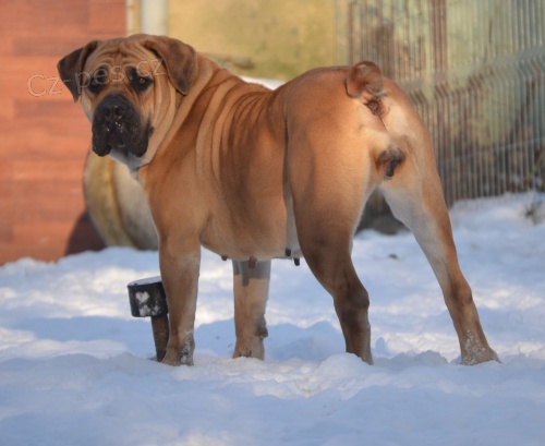 boerboel- bursk� buldok....