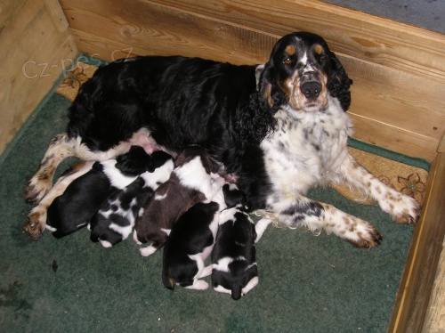 Anglick� �pringr�pan�l