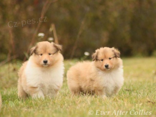 Kolie dlouhorst� - �t���tka zlat� i trikolor