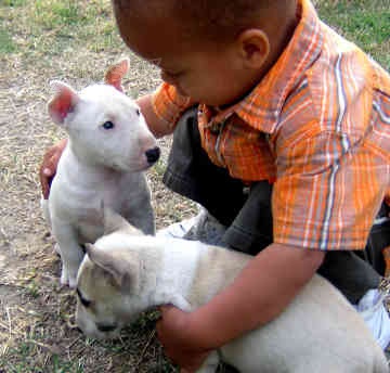 Prod�m Kr�sn� Mini Bull Teri�r �tenata