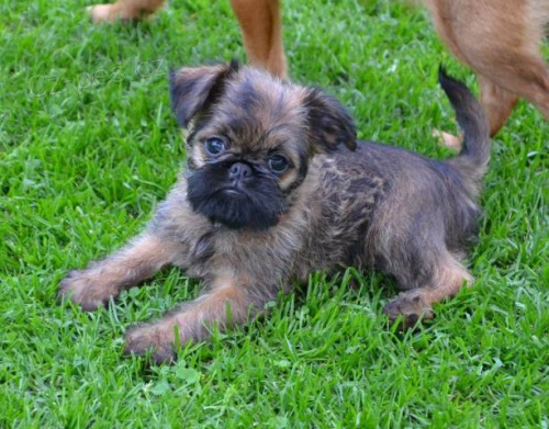 Grifonek & brabant�k