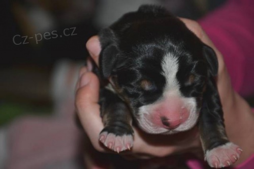 Velk� �v�carsk� sala�nick� pes - �t��ata