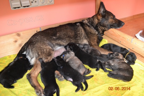 N�meck� ov��k �t��ata