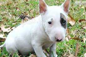 Prod�m  Mini Bull Teri�r �tenata