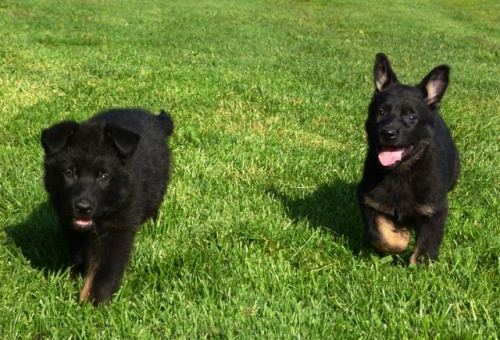 N�meck� ov��k s PP