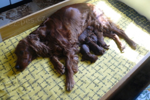 Prod�me �t��ata Irsk�ch Setr� s PP