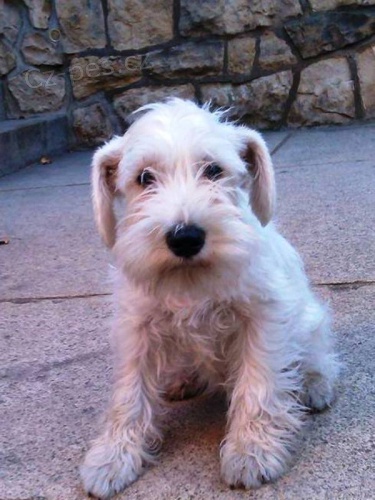 kn�ra� mal� b�l�