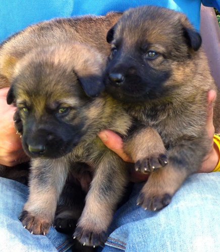 N�meck� ov��k �t��ata s PP