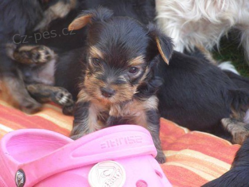 Prod�m kr�sn� �t���tka Jork��rsk�ho teri�ra bez PP