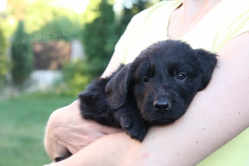 �t�n� Flat Coated Retriever/Retr�vr