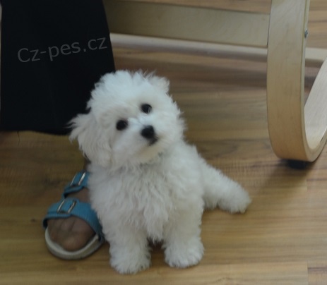 prod�m Bi�onka Fris� s PP