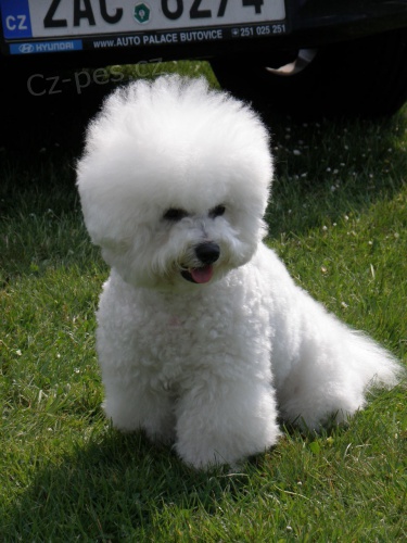 Bi�onek frise - �t���tka