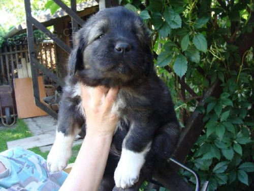 Kavkazsk� pasteveck� pes