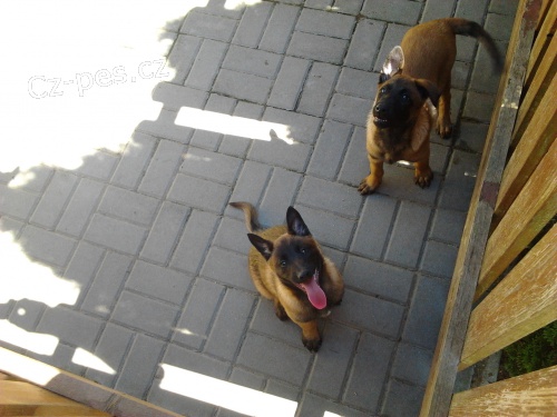 Prod�m �t��ata Belgick� ov��k Malinois z pracovn�ho spojen�