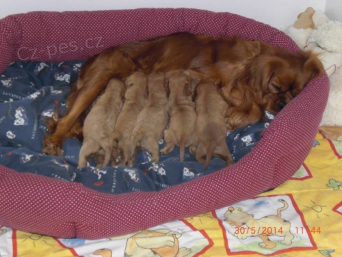 �t���tka Kaval�r� - barva ruby