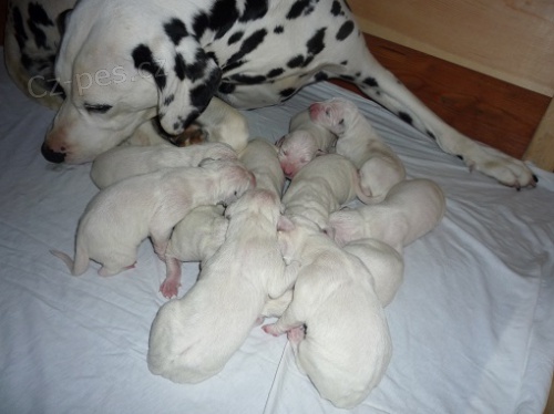 Dalmatin prod�m �t�n� dalmatina