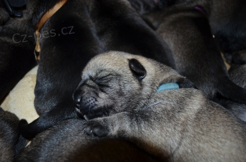 �T��ATA KN�RA�E ST�EDN�HO PEP� A S�L