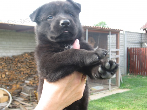 N�meck� ov��k