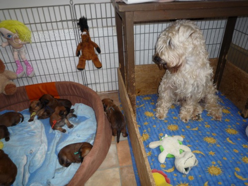 Irish Soft Coated Wheaten Terrier