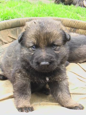 �t��ata n�meck�ho ov��ka