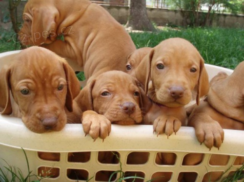 Ma�arsk� oha� kr�tkosrst� - MOK - ma�arsk� vy�la