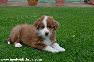 Australsk� ov��k �t�n� s PP