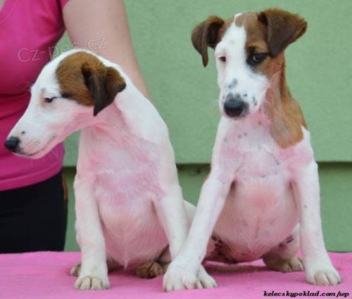 Foxteri�r hladkosrst� s PP (fenky)