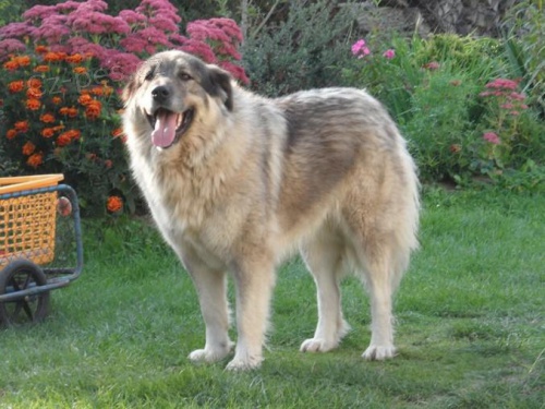 �arplaninsk� pasteveck� pes, �t��ata s PP